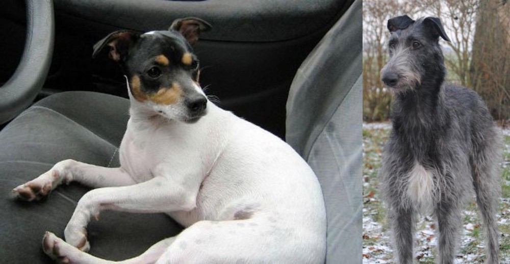 Scottish Deerhound vs Chilean Fox Terrier - Breed Comparison
