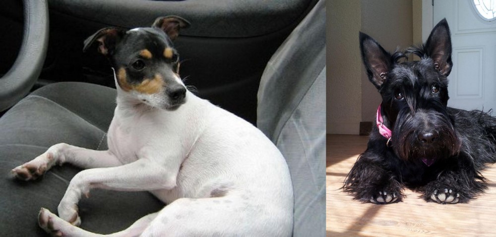 Scottish Terrier vs Chilean Fox Terrier - Breed Comparison