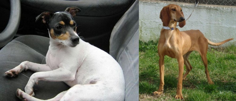 Segugio Italiano vs Chilean Fox Terrier - Breed Comparison