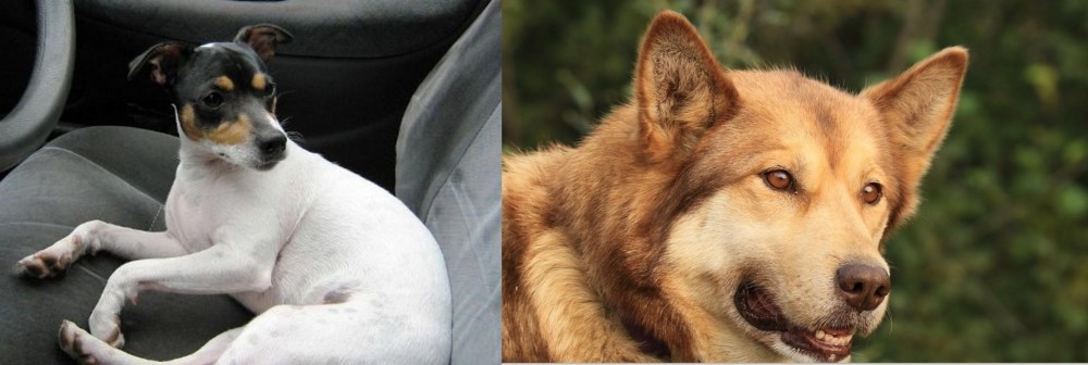 Seppala Siberian Sleddog vs Chilean Fox Terrier - Breed Comparison
