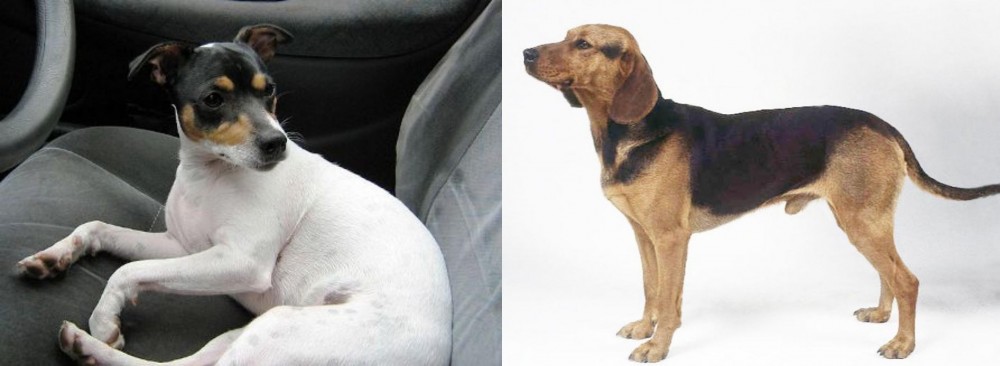 Serbian Hound vs Chilean Fox Terrier - Breed Comparison