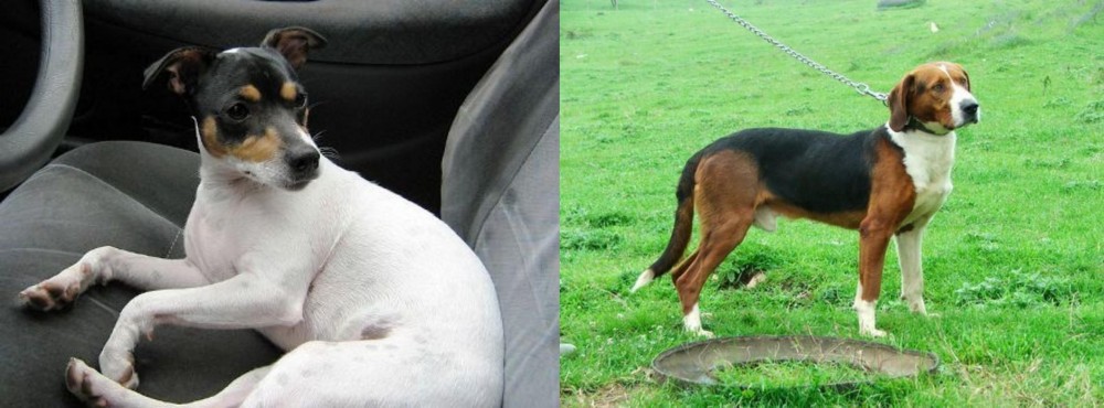 Serbian Tricolour Hound vs Chilean Fox Terrier - Breed Comparison