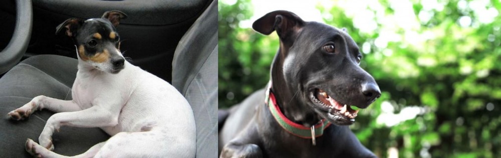 Shepard Labrador vs Chilean Fox Terrier - Breed Comparison