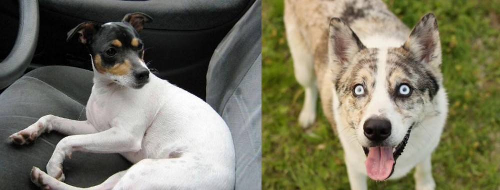 Shepherd Husky vs Chilean Fox Terrier - Breed Comparison
