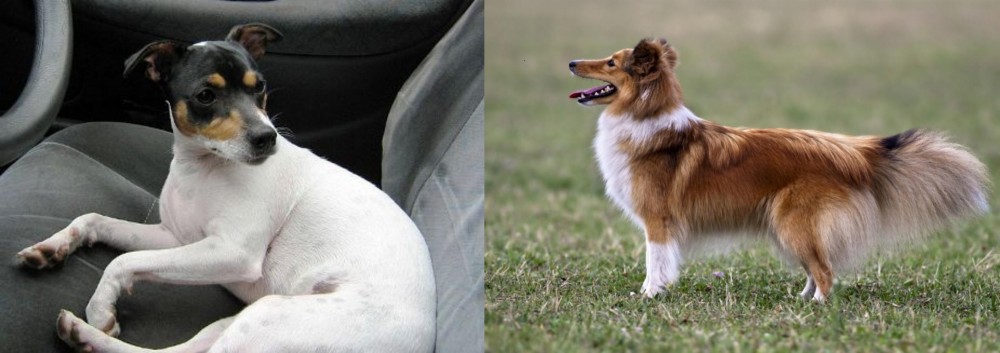 Shetland Sheepdog vs Chilean Fox Terrier - Breed Comparison
