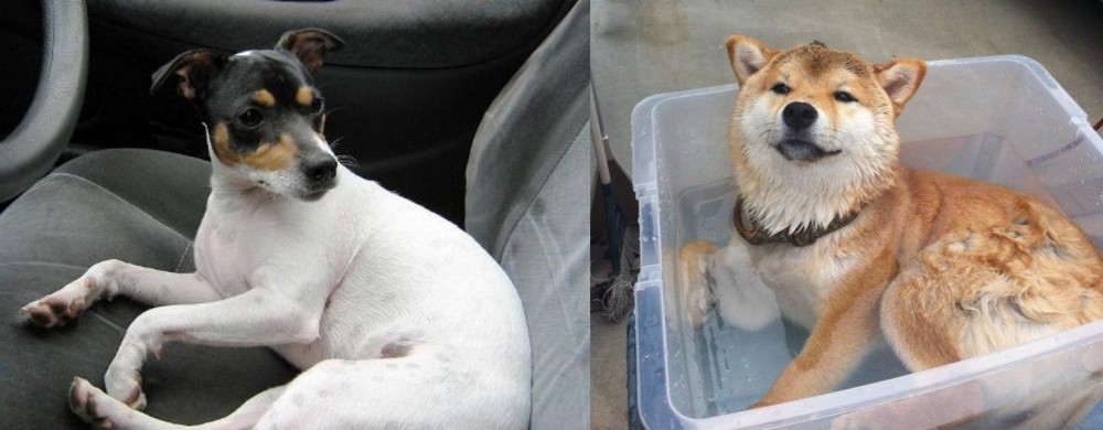 Shiba Inu vs Chilean Fox Terrier - Breed Comparison