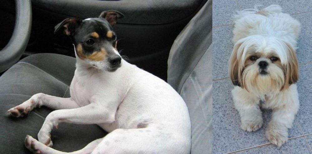 Shih Tzu vs Chilean Fox Terrier - Breed Comparison