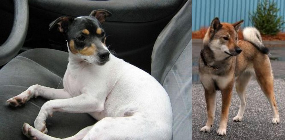 Shikoku vs Chilean Fox Terrier - Breed Comparison
