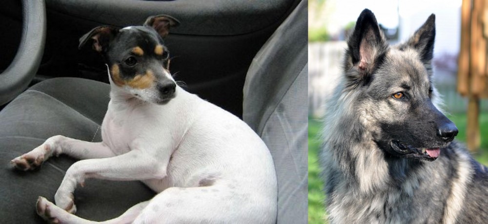 Shiloh Shepherd vs Chilean Fox Terrier - Breed Comparison