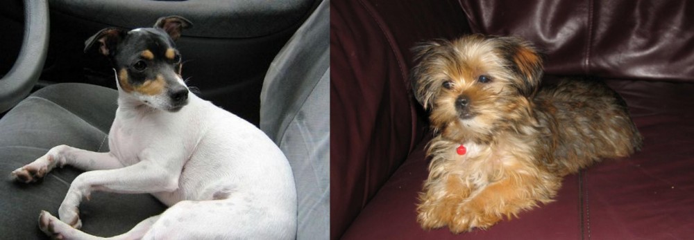 Shorkie vs Chilean Fox Terrier - Breed Comparison