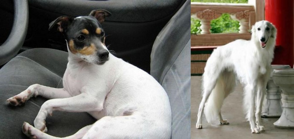 Silken Windhound vs Chilean Fox Terrier - Breed Comparison