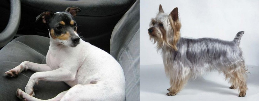 Silky Terrier vs Chilean Fox Terrier - Breed Comparison