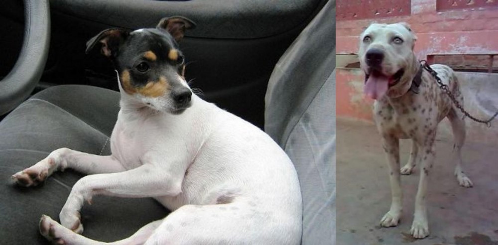 Sindh Mastiff vs Chilean Fox Terrier - Breed Comparison