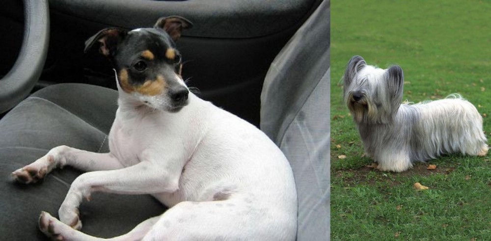 Skye Terrier vs Chilean Fox Terrier - Breed Comparison