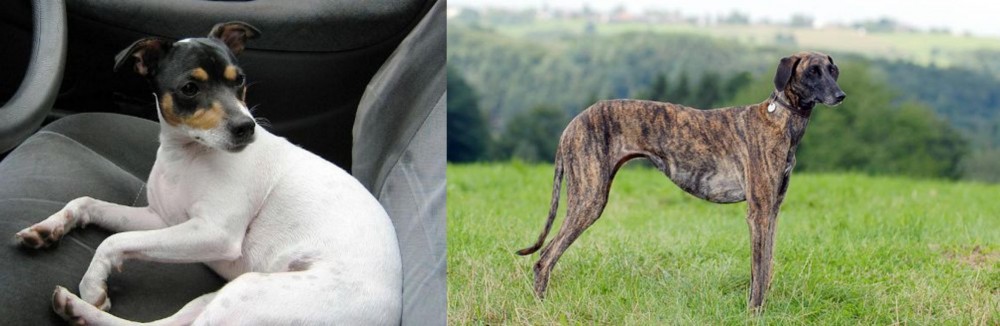 Sloughi vs Chilean Fox Terrier - Breed Comparison