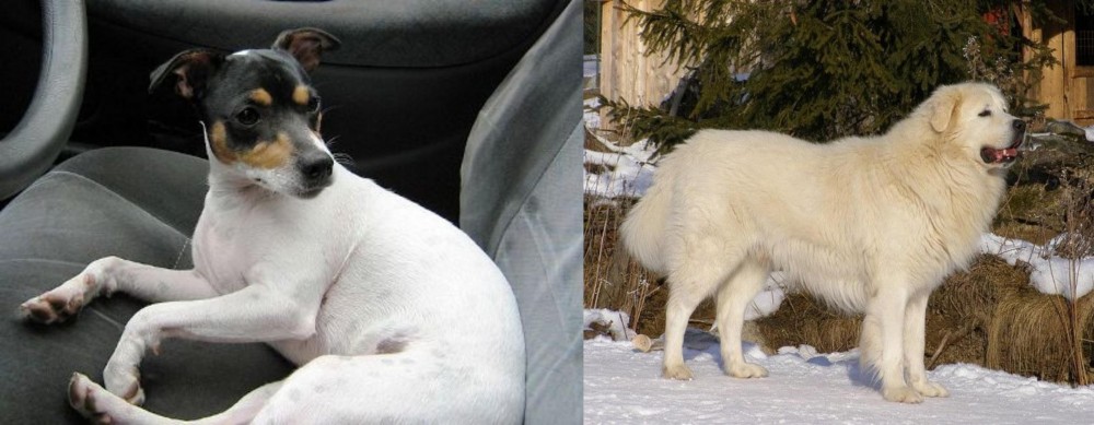 Slovak Cuvac vs Chilean Fox Terrier - Breed Comparison