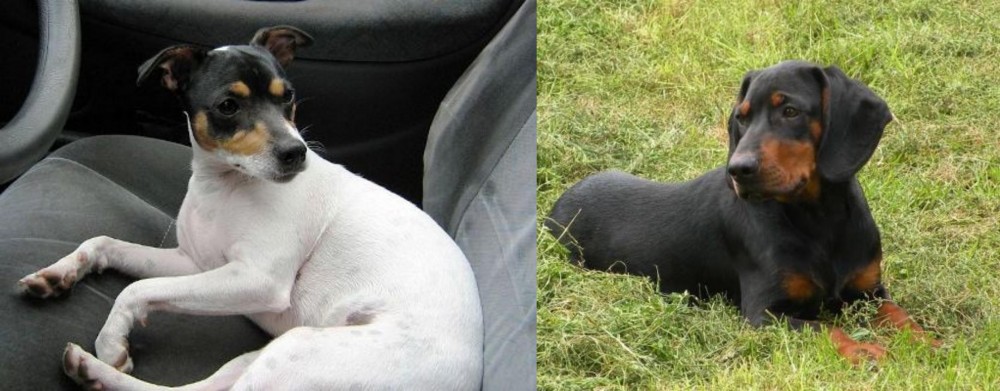 Slovakian Hound vs Chilean Fox Terrier - Breed Comparison