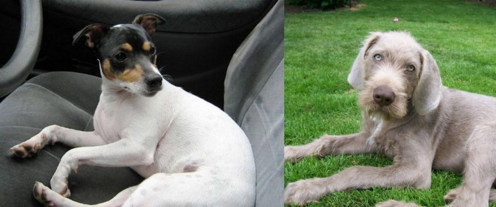 Slovakian Rough Haired Pointer vs Chilean Fox Terrier - Breed Comparison