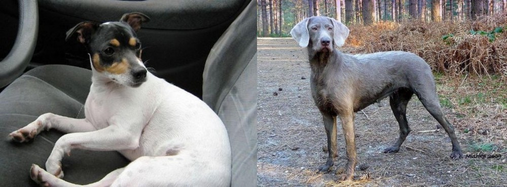 Slovensky Hrubosrsty Stavac vs Chilean Fox Terrier - Breed Comparison