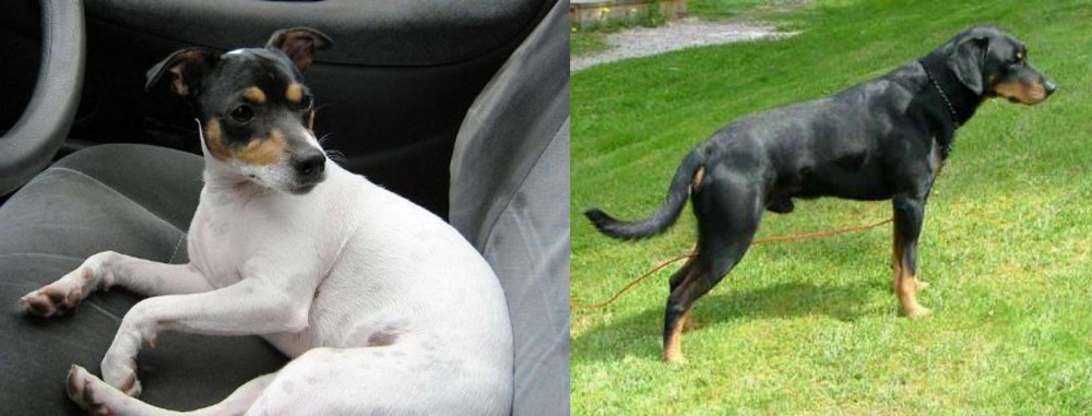 Smalandsstovare vs Chilean Fox Terrier - Breed Comparison