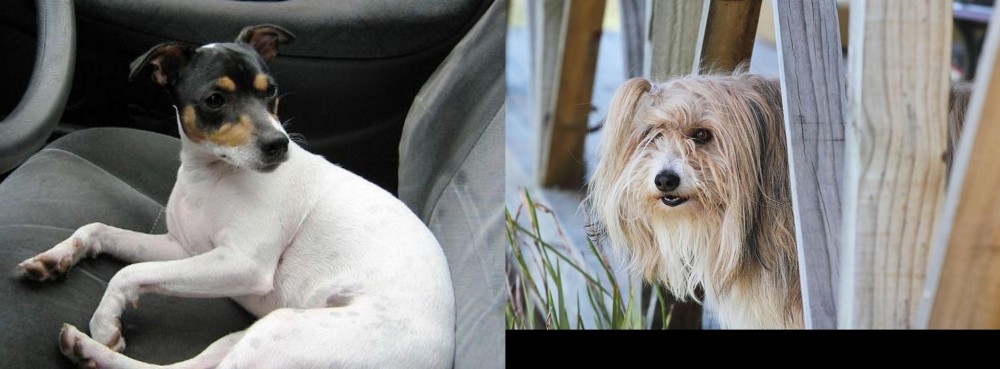 Smithfield vs Chilean Fox Terrier - Breed Comparison