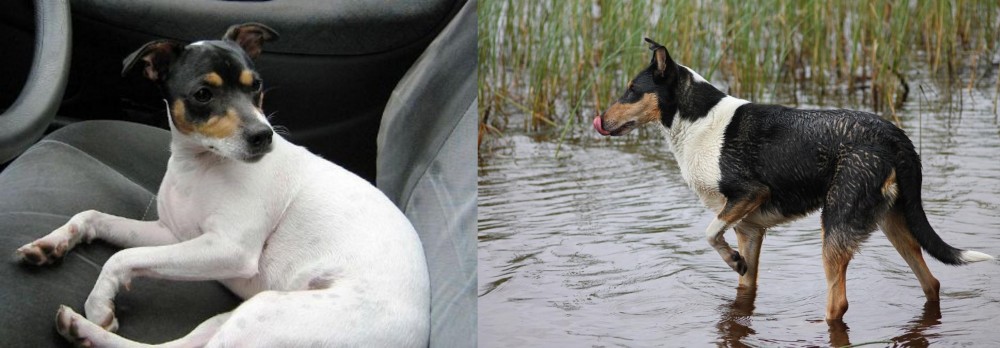 Smooth Collie vs Chilean Fox Terrier - Breed Comparison