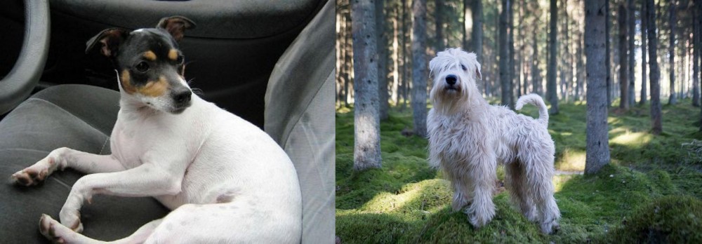 Soft-Coated Wheaten Terrier vs Chilean Fox Terrier - Breed Comparison