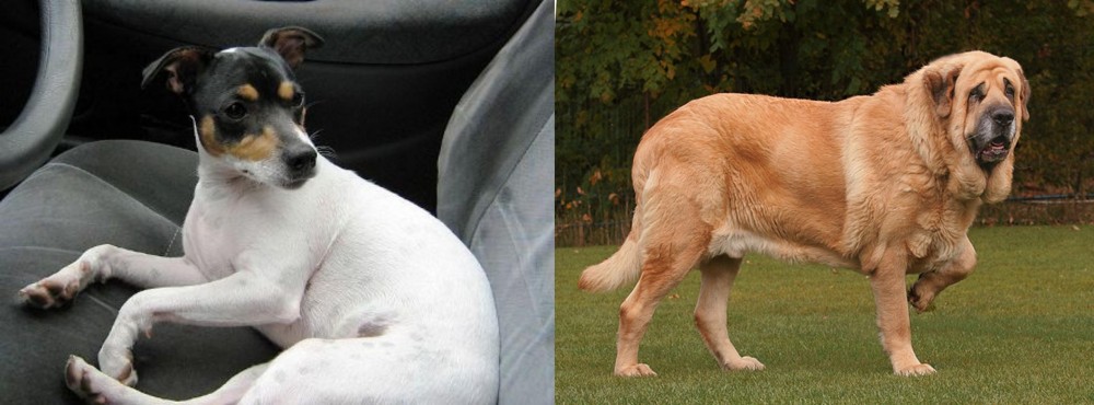 Spanish Mastiff vs Chilean Fox Terrier - Breed Comparison