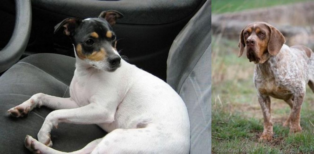 Spanish Pointer vs Chilean Fox Terrier - Breed Comparison