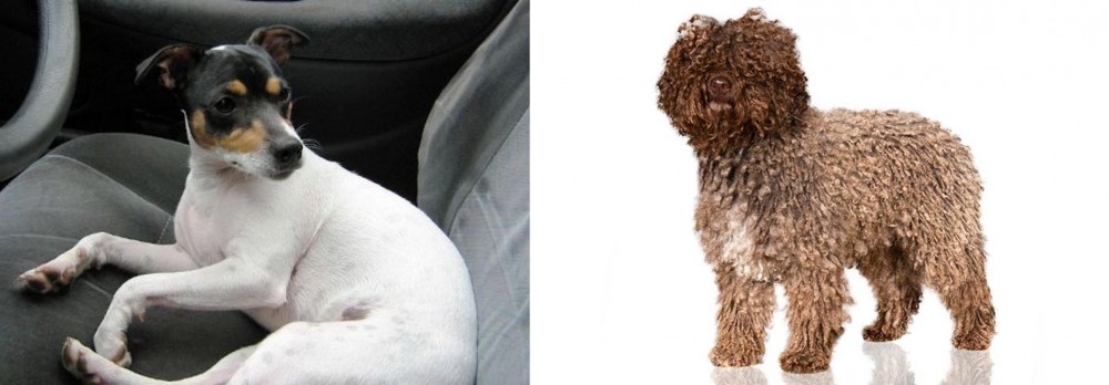 Spanish Water Dog vs Chilean Fox Terrier - Breed Comparison