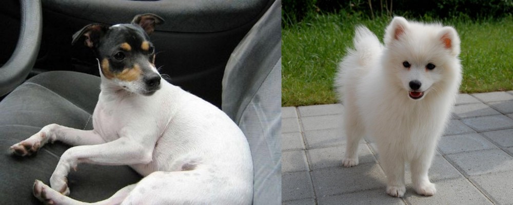 Spitz vs Chilean Fox Terrier - Breed Comparison