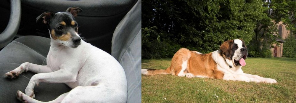 St. Bernard vs Chilean Fox Terrier - Breed Comparison