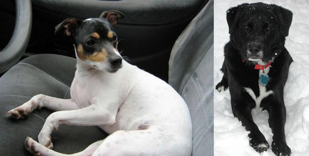 St. John's Water Dog vs Chilean Fox Terrier - Breed Comparison