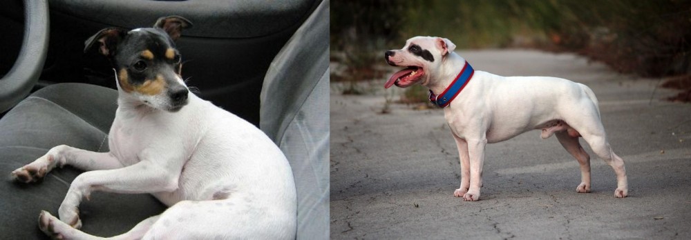 Staffordshire Bull Terrier vs Chilean Fox Terrier - Breed Comparison