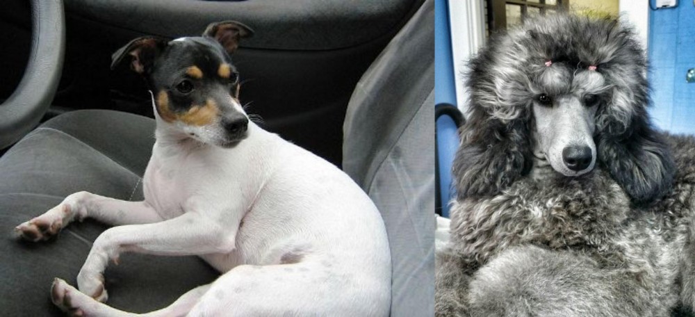 Standard Poodle vs Chilean Fox Terrier - Breed Comparison