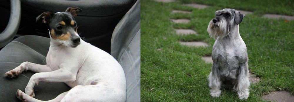 Standard Schnauzer vs Chilean Fox Terrier - Breed Comparison