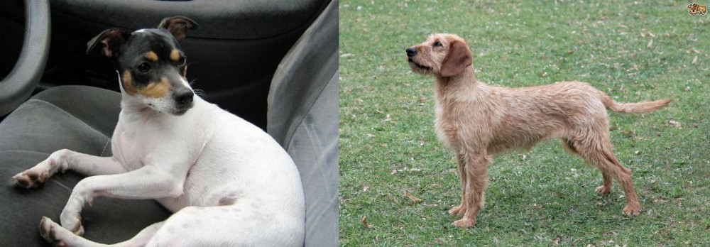 Styrian Coarse Haired Hound vs Chilean Fox Terrier - Breed Comparison