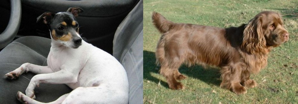 Sussex Spaniel vs Chilean Fox Terrier - Breed Comparison