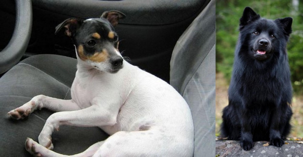 Swedish Lapphund vs Chilean Fox Terrier - Breed Comparison