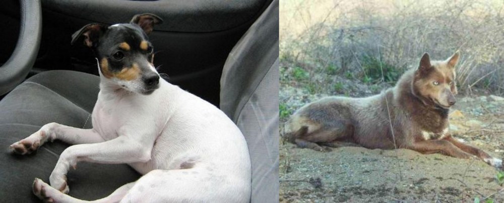 Tahltan Bear Dog vs Chilean Fox Terrier - Breed Comparison