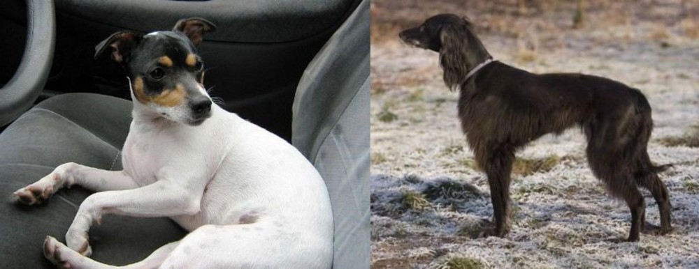 Taigan vs Chilean Fox Terrier - Breed Comparison