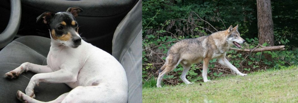 Tamaskan vs Chilean Fox Terrier - Breed Comparison