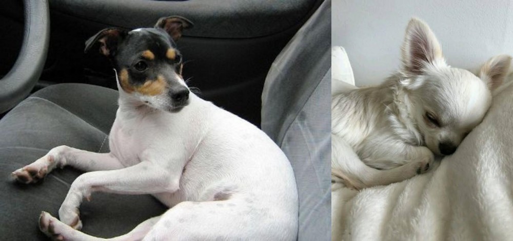 Tea Cup Chihuahua vs Chilean Fox Terrier - Breed Comparison