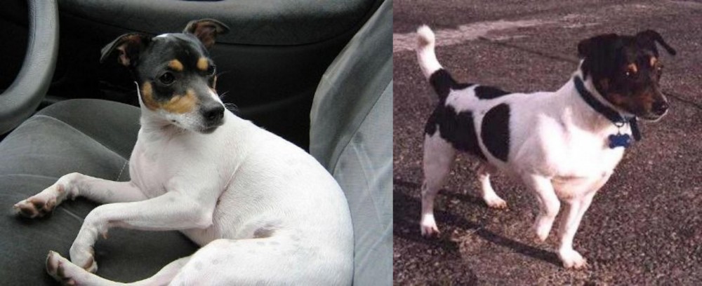 Teddy Roosevelt Terrier vs Chilean Fox Terrier - Breed Comparison