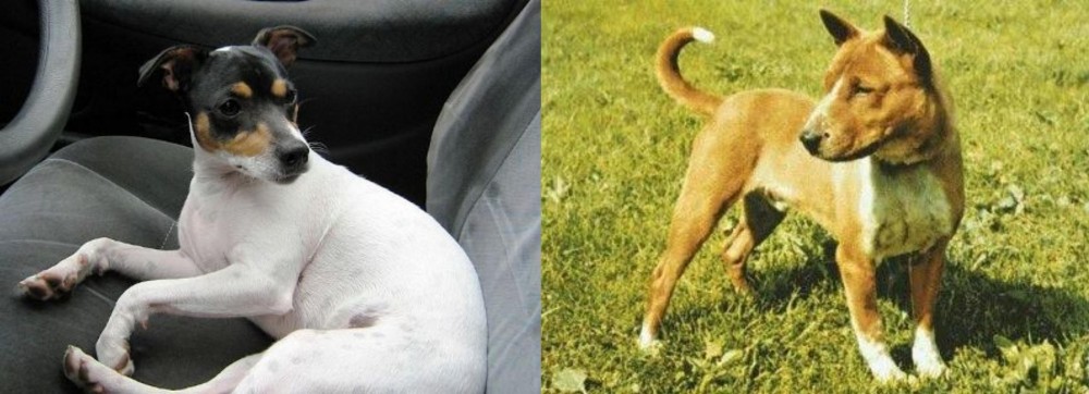 Telomian vs Chilean Fox Terrier - Breed Comparison