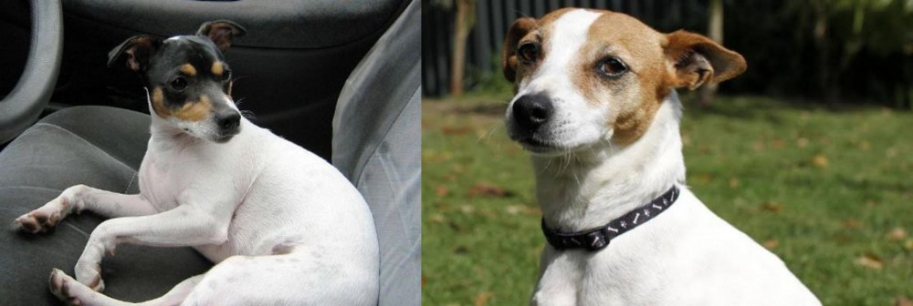 Tenterfield Terrier vs Chilean Fox Terrier - Breed Comparison