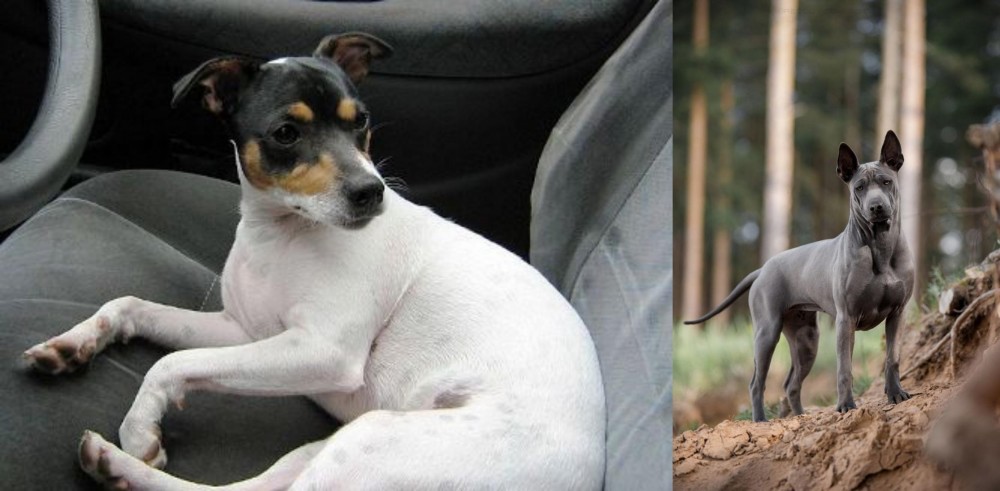 Thai Ridgeback vs Chilean Fox Terrier - Breed Comparison
