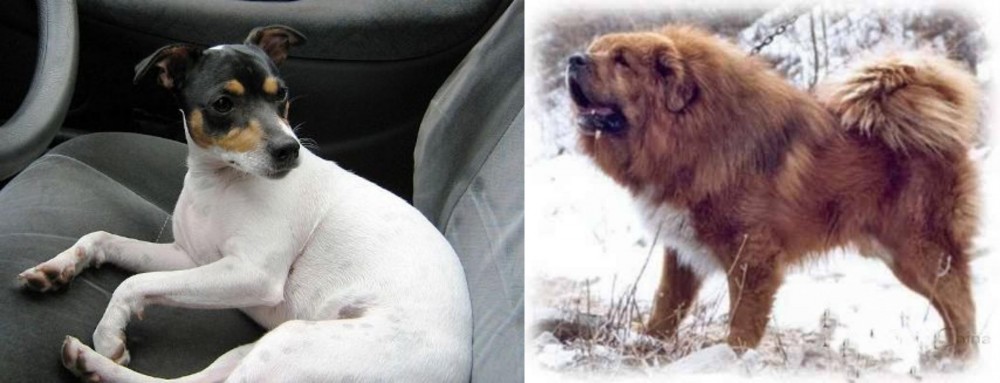 Tibetan Kyi Apso vs Chilean Fox Terrier - Breed Comparison