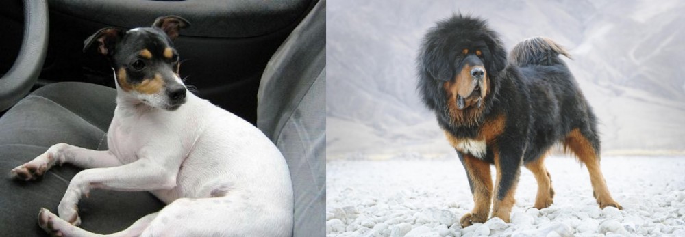 Tibetan Mastiff vs Chilean Fox Terrier - Breed Comparison