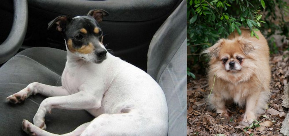 Tibetan Spaniel vs Chilean Fox Terrier - Breed Comparison